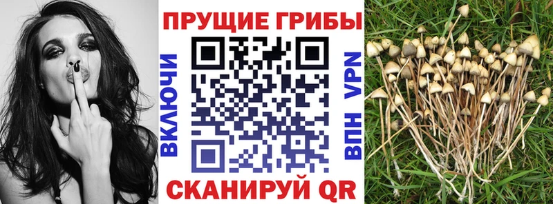 Галлюциногенные грибы прущие грибы  mega tor  Усть-Илимск 